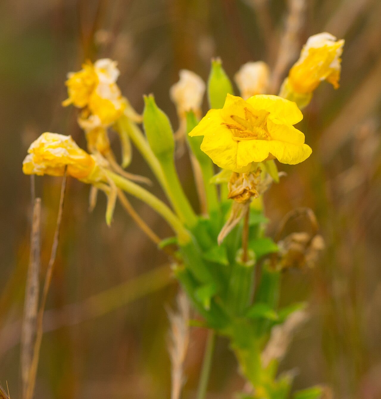 Largeflower yellow false foxglove (Aureolaria grandiflora)