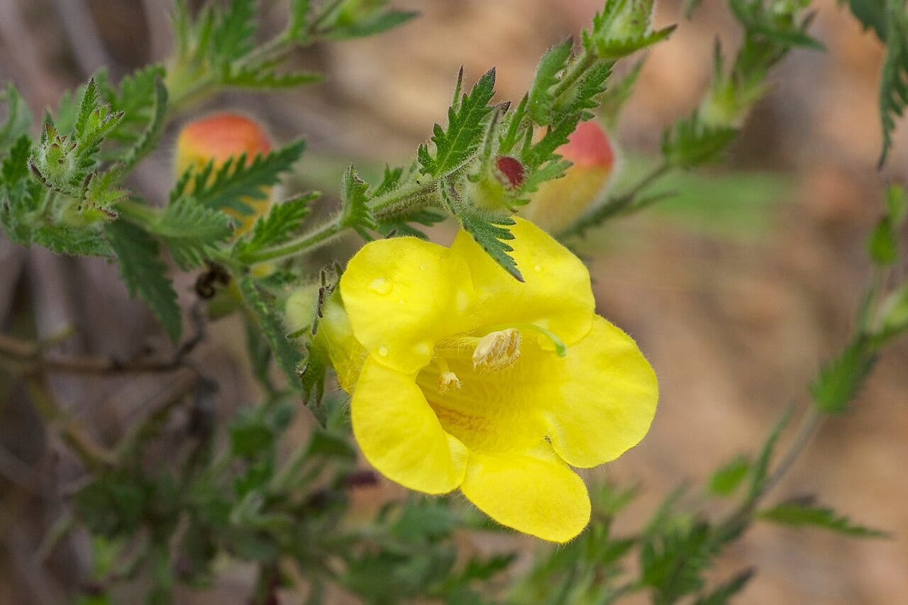 Combleaf yellow false foxglove (Aureolaria pectinata)