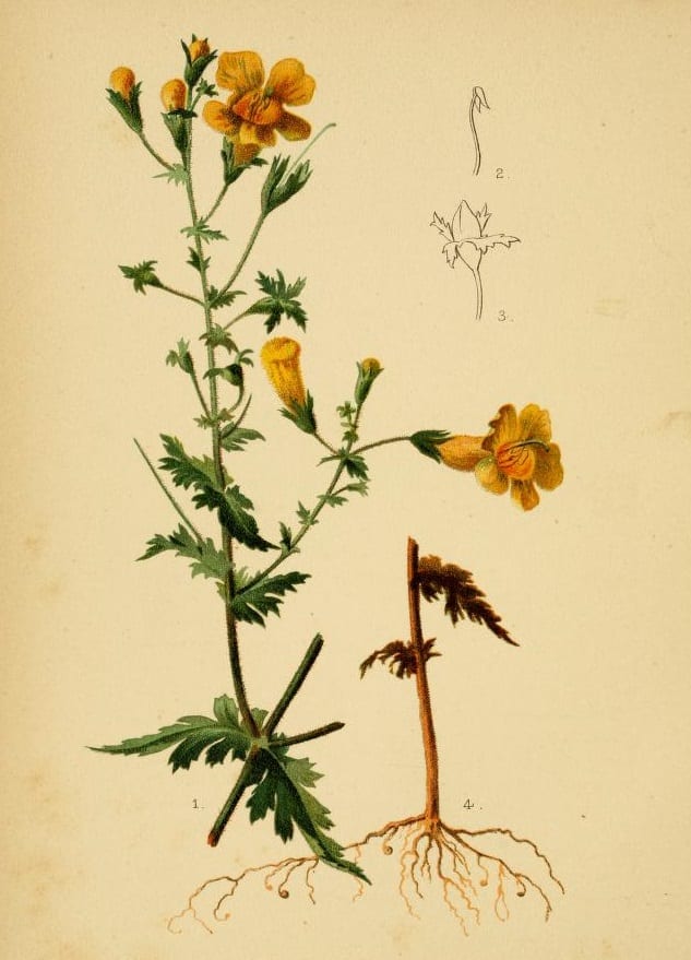 Fern-leaf yellow false foxglove (Aureolaria pedicularia)
