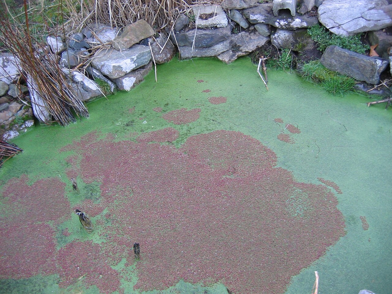 Carolina mosquitofern (Azolla caroliniana)