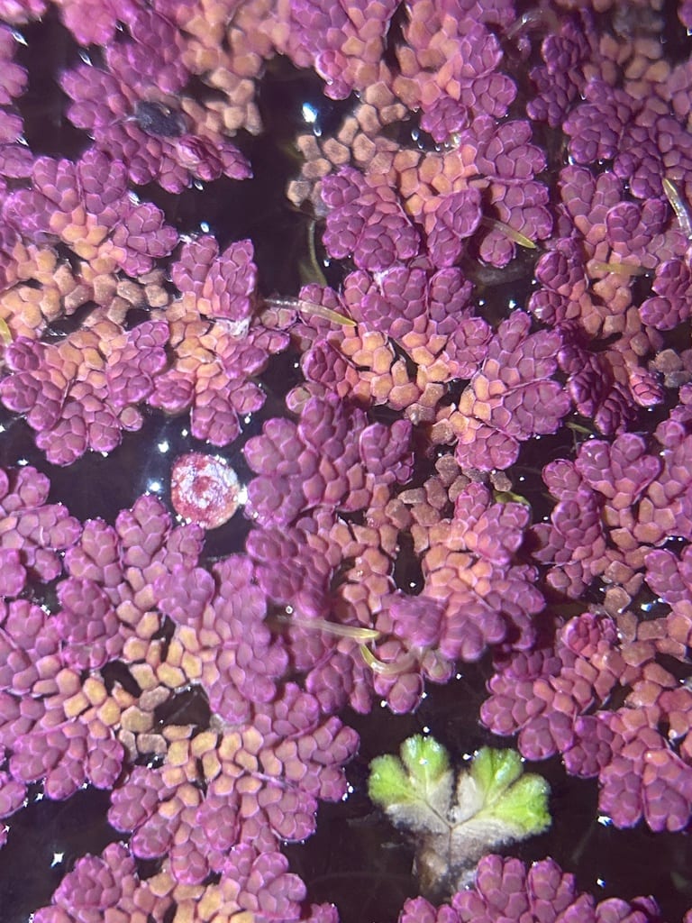 Mexican mosquitofern (Azolla microphylla)