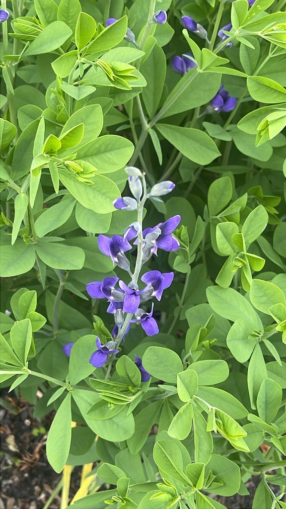 Wild indigo (Baptisia × bicolor)