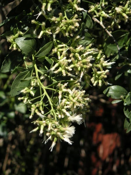 Groundseltree (Baccharis halimifolia)