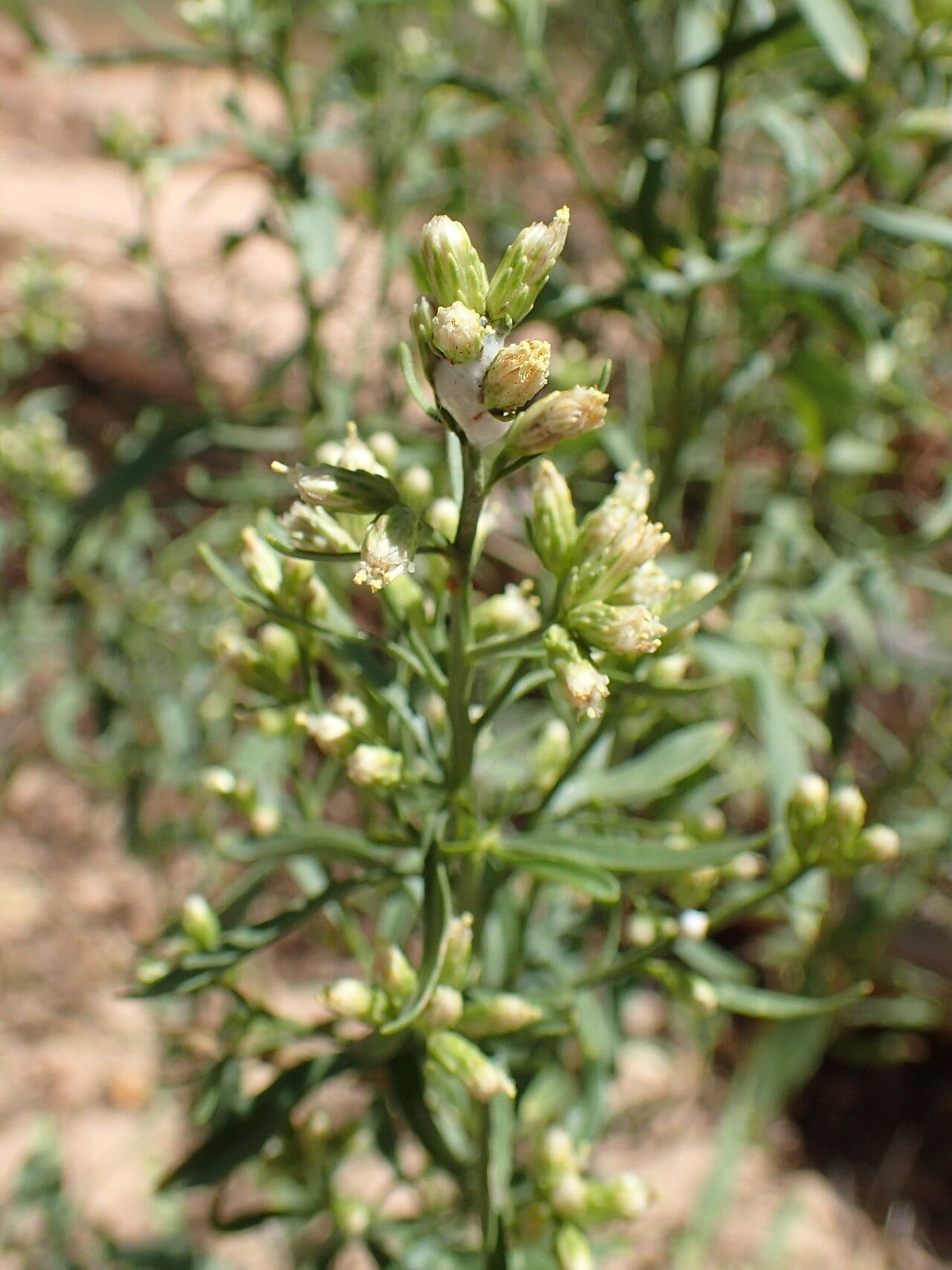 Willow baccharis (Baccharis salicina)