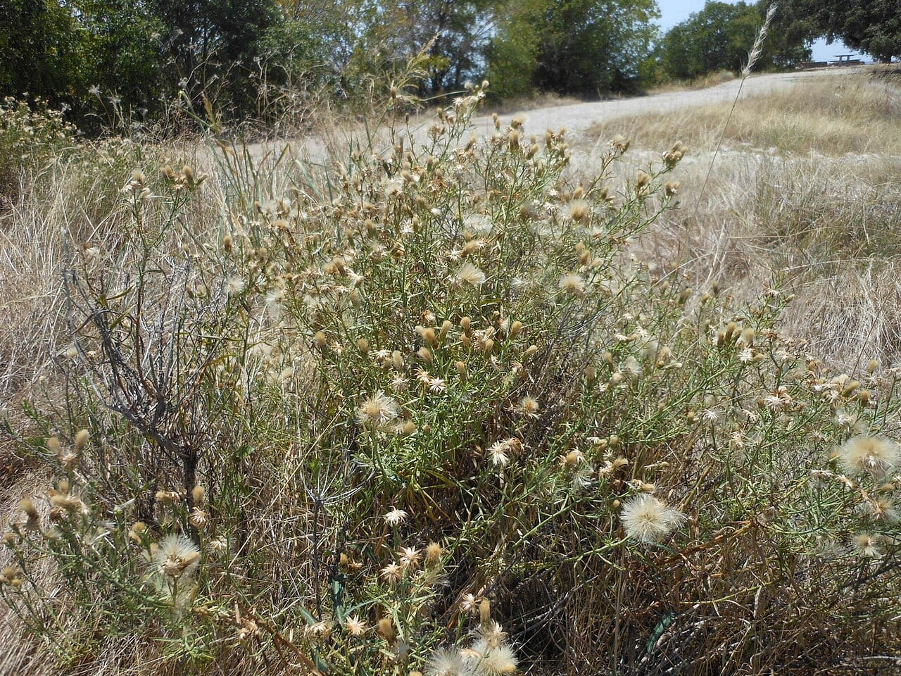 Prairie false willow (Baccharis texana)