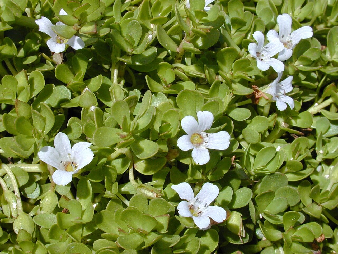 Herb-of-grace (Bacopa monnieri)
