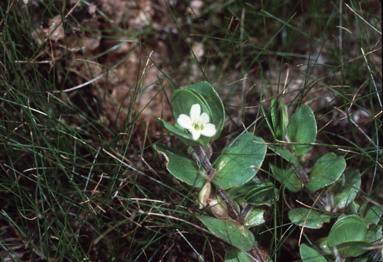 Disk waterhyssop (Bacopa rotundifolia)