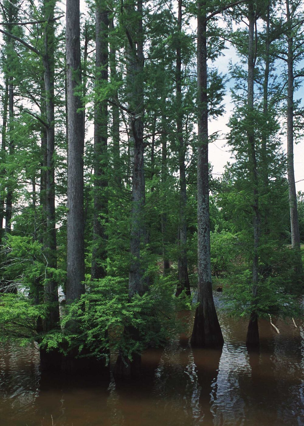 Bald Cypress (Taxodium distichum) showing fluted buttressed trunk and feathery deciduous foliage