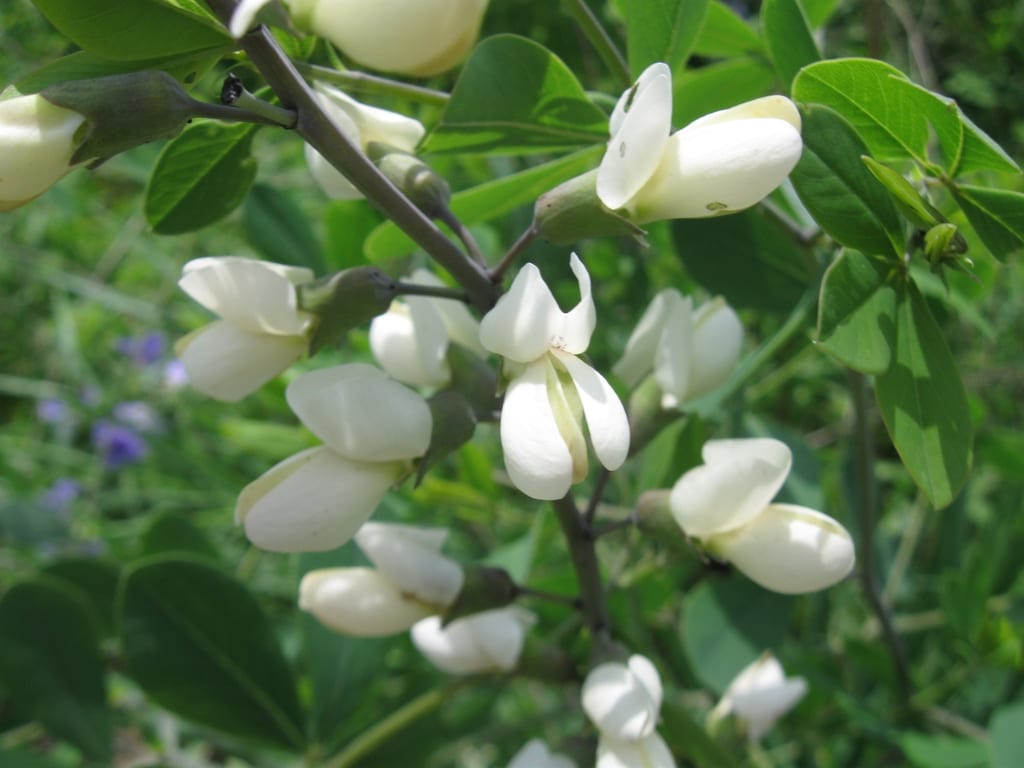 Largeleaf wild indigo (Baptisia alba var. macrophylla)