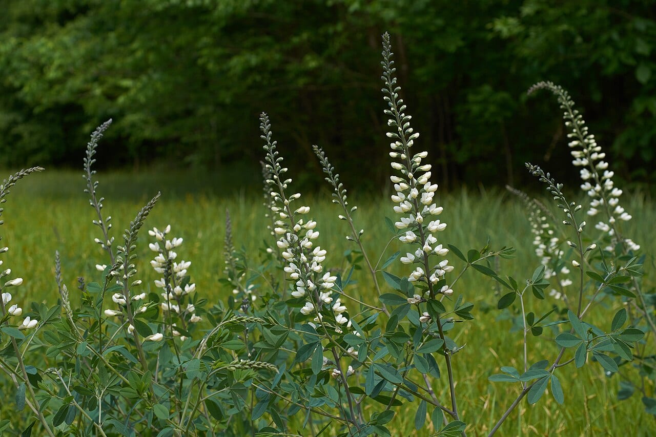 White wild indigo (Baptisia alba)