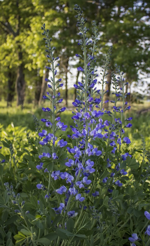 Blue wild indigo (Baptisia australis var. minor)
