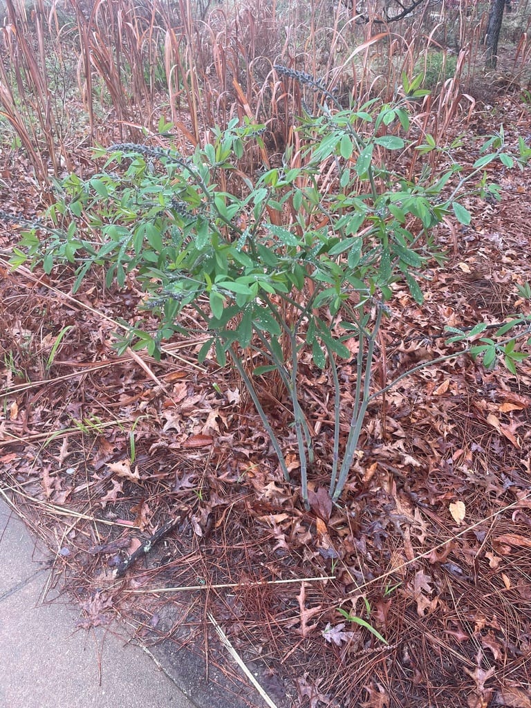 Longbract wild indigo (Baptisia bracteata var. leucophaea)
