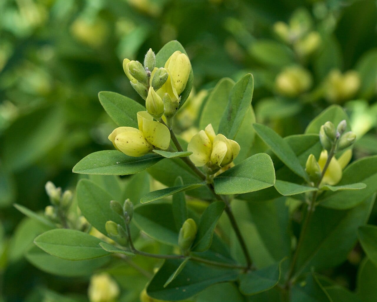 Nuttall's wild indigo (Baptisia nuttalliana)