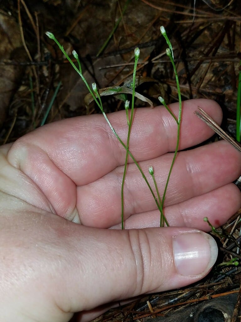 Twining screwstem (Bartonia paniculata ssp. paniculata)