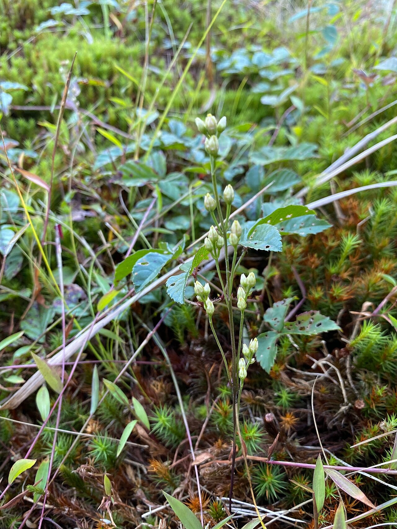 Twining screwstem (Bartonia paniculata)