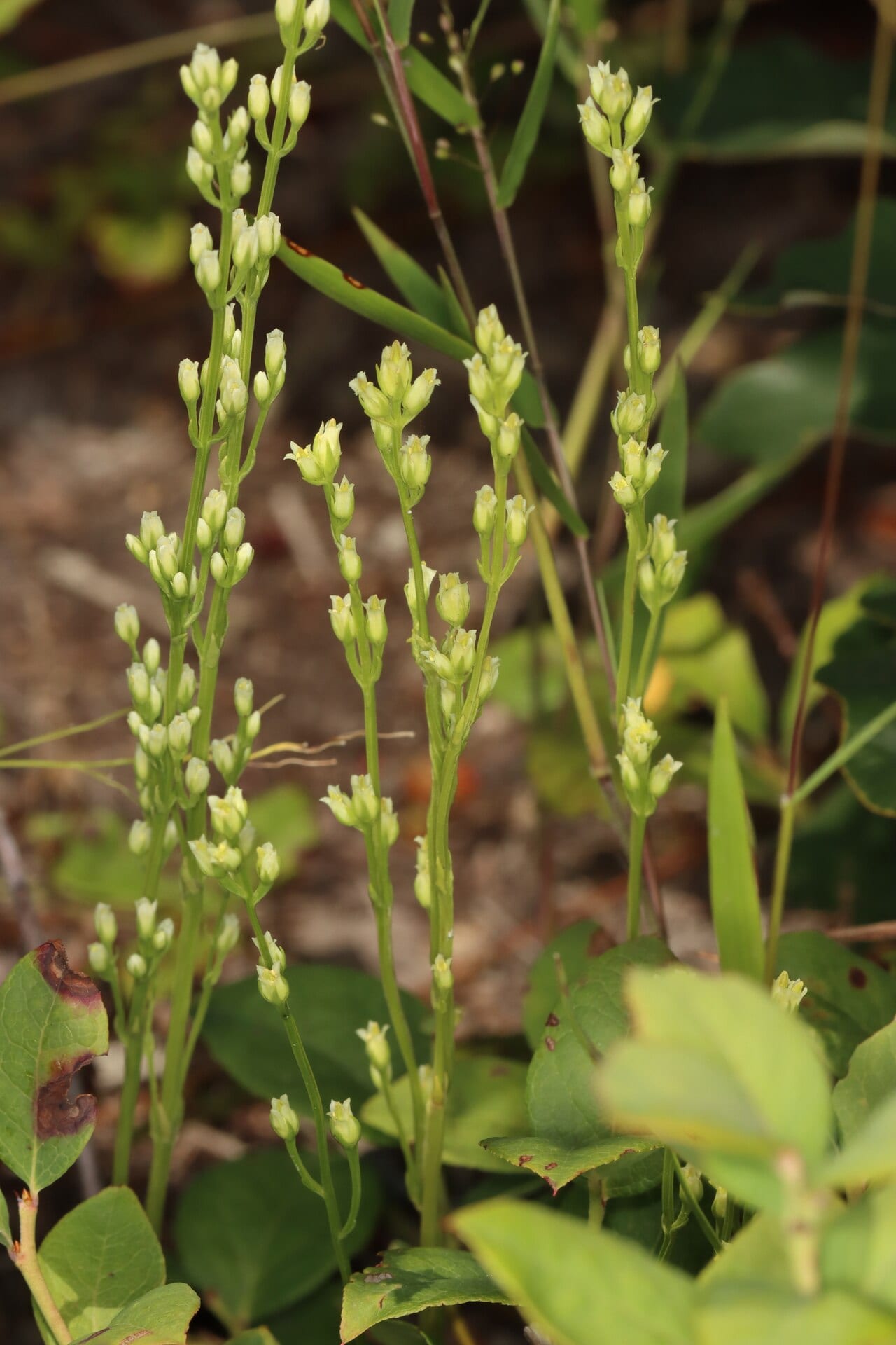 Yellow screwstem (Bartonia virginica)