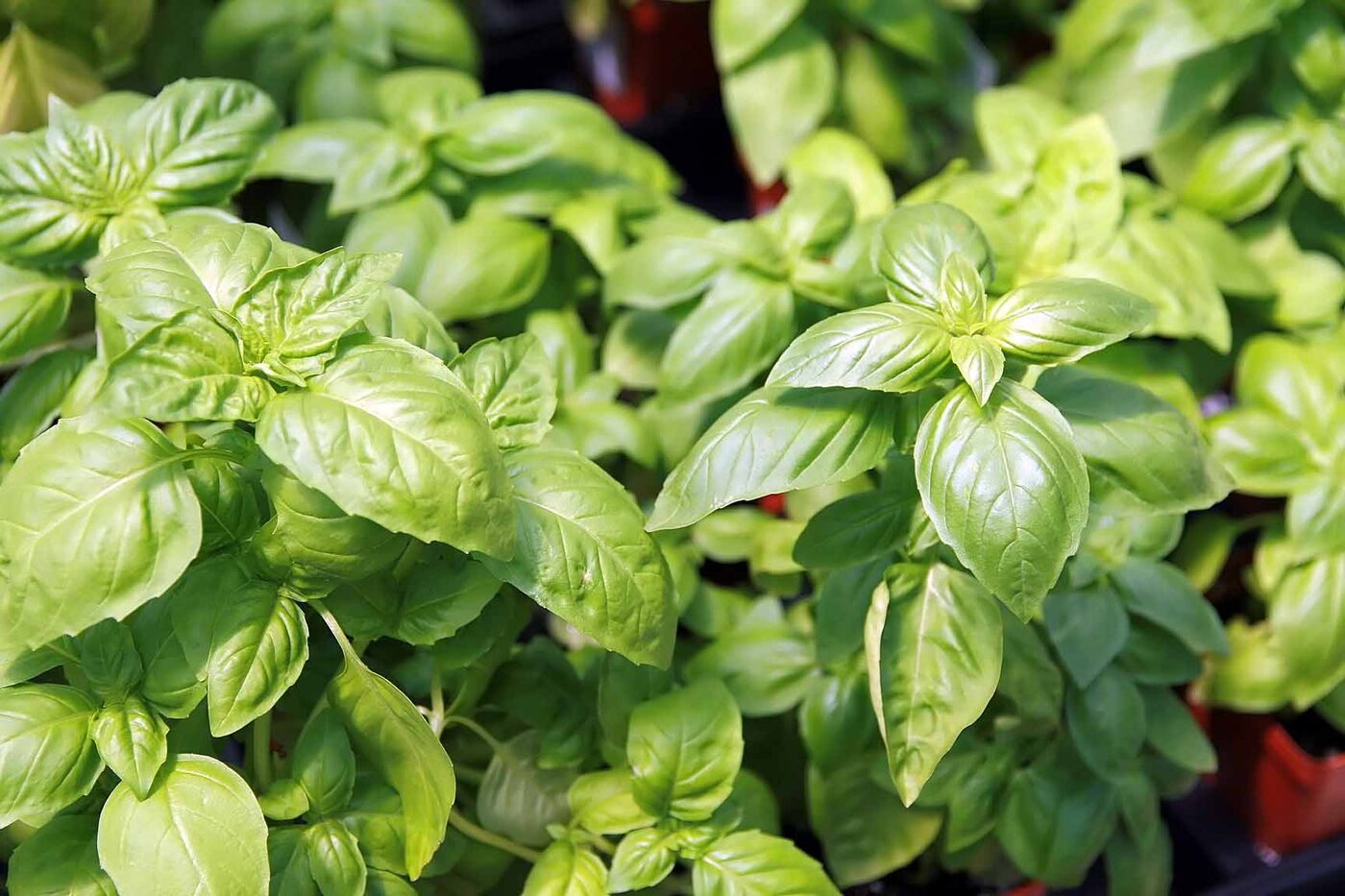 Basil (Ocimum basilicum) growing in a kitchen garden, showing dark green ovate leaves and short flower spikes