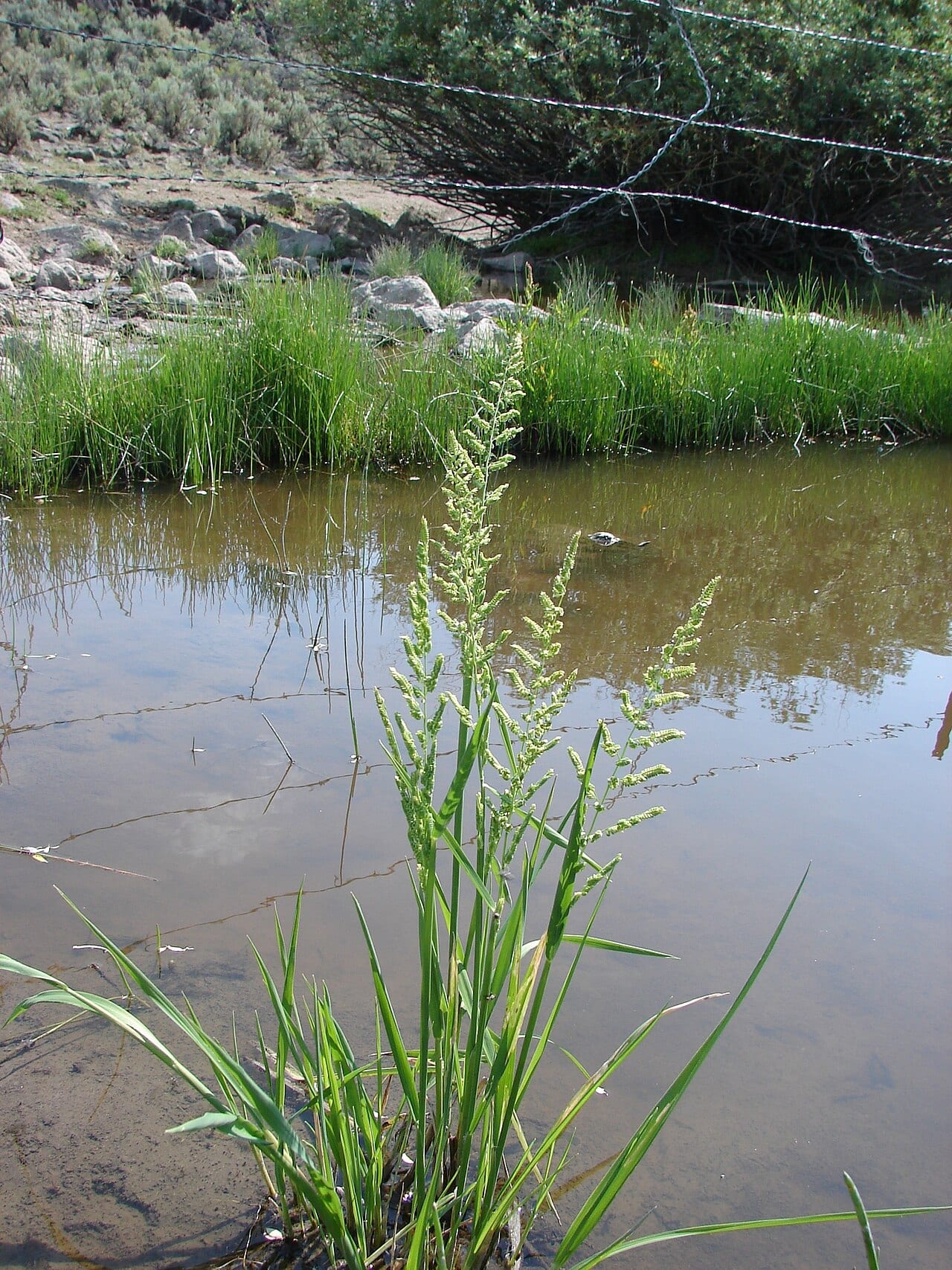 American sloughgrass (Beckmannia syzigachne)