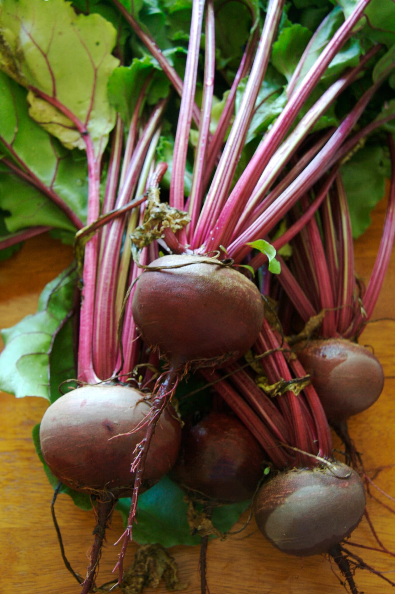 Beet (Beta vulgaris (Conditiva Group))