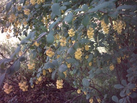 American barberry (Berberis canadensis)