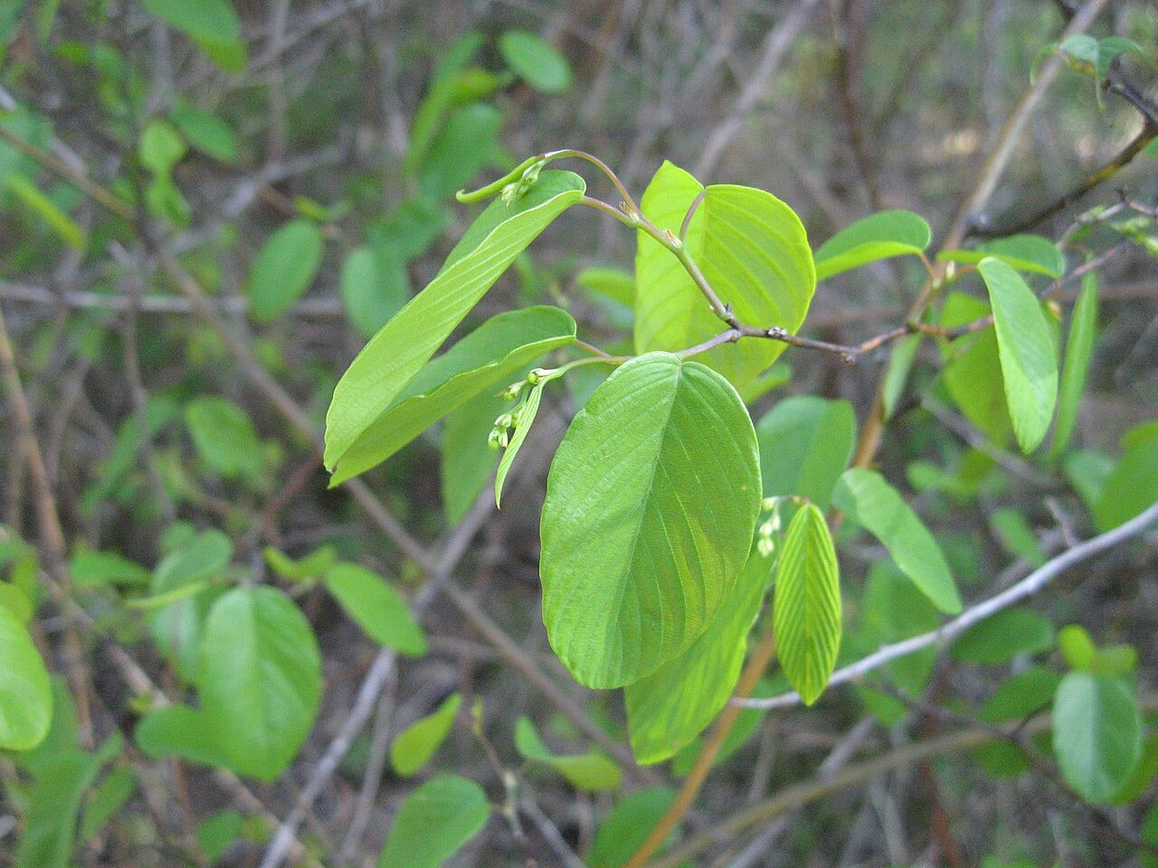 Alabama supplejack (Berchemia scandens)