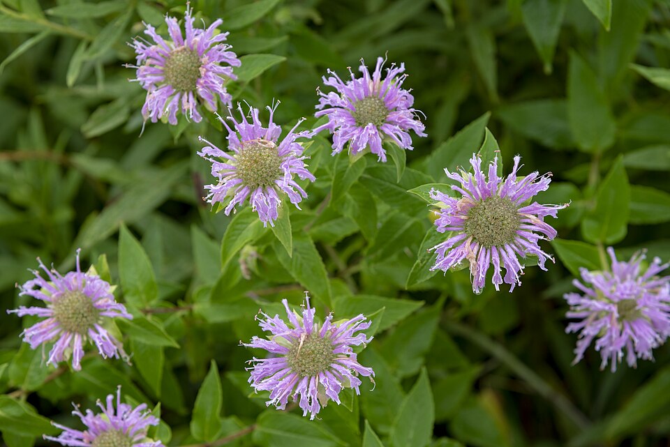 Monarda fistulosa — wild bergamot with bee
