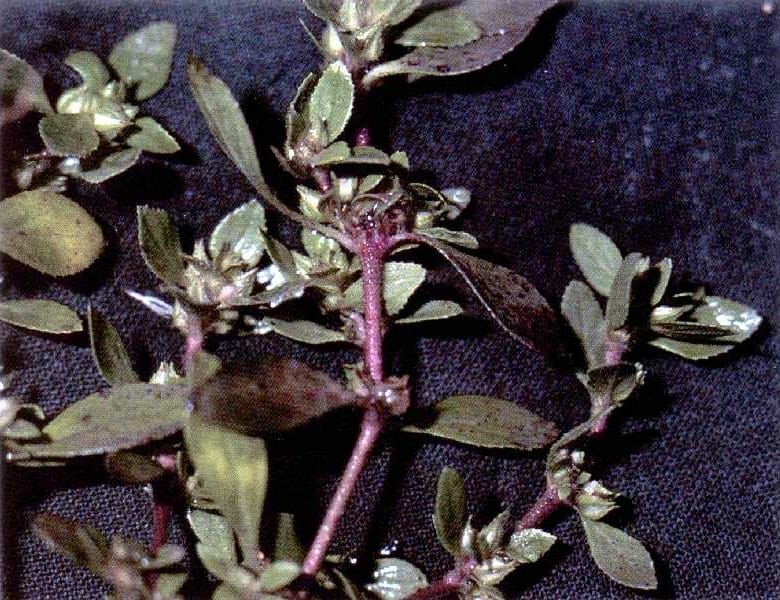 Texas bergia (Bergia texana)