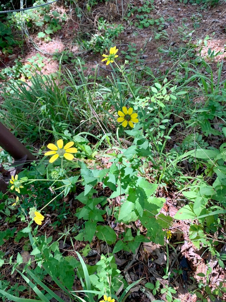 Texas greeneyes (Berlandiera betonicifolia)