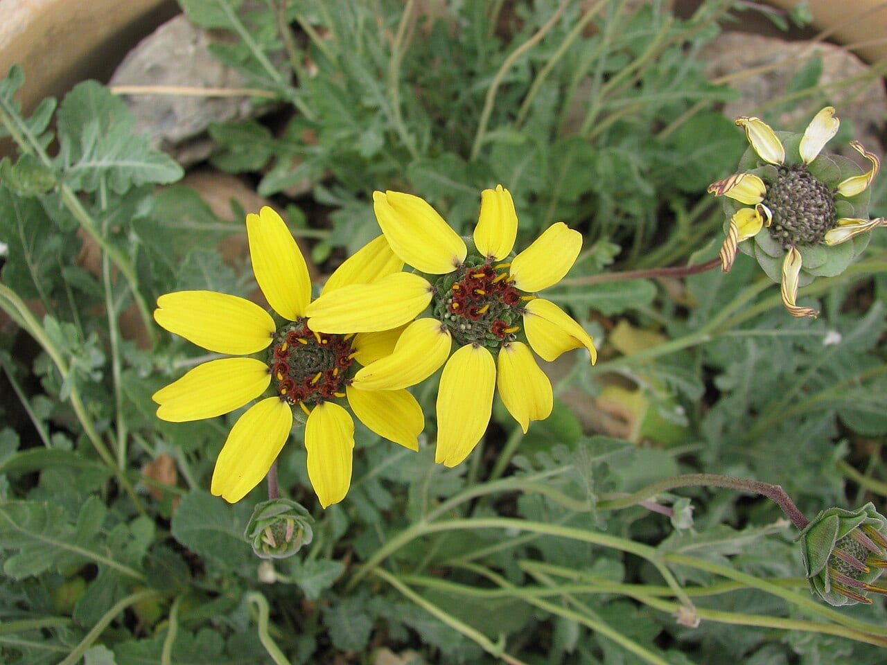 Chocolate daisy (Berlandiera lyrata)