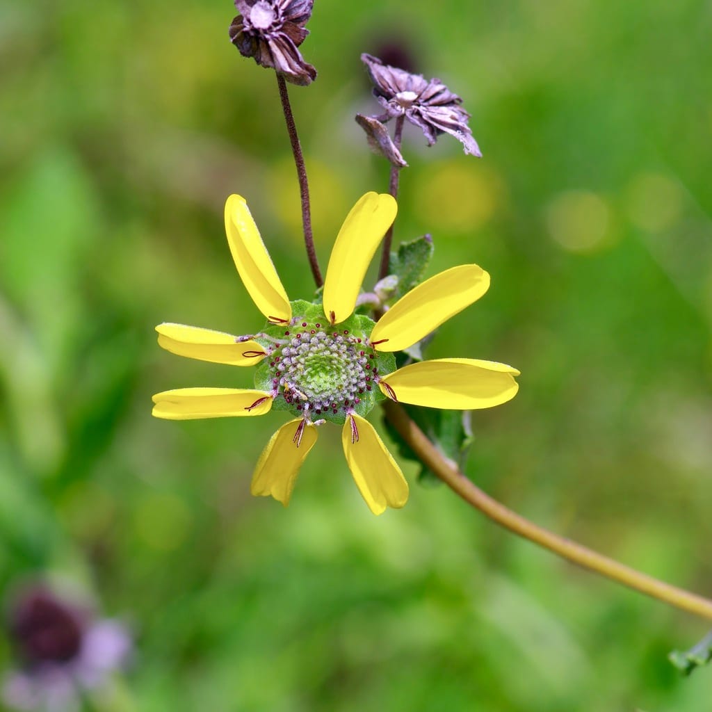 Soft greeneyes (Berlandiera pumila var. pumila)