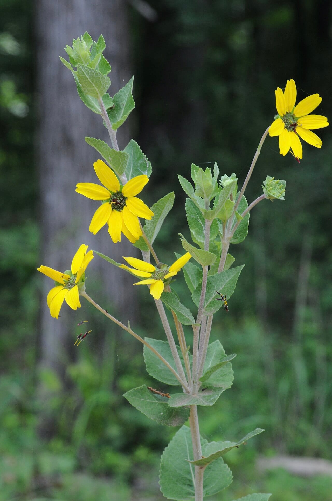 Soft greeneyes (Berlandiera pumila)