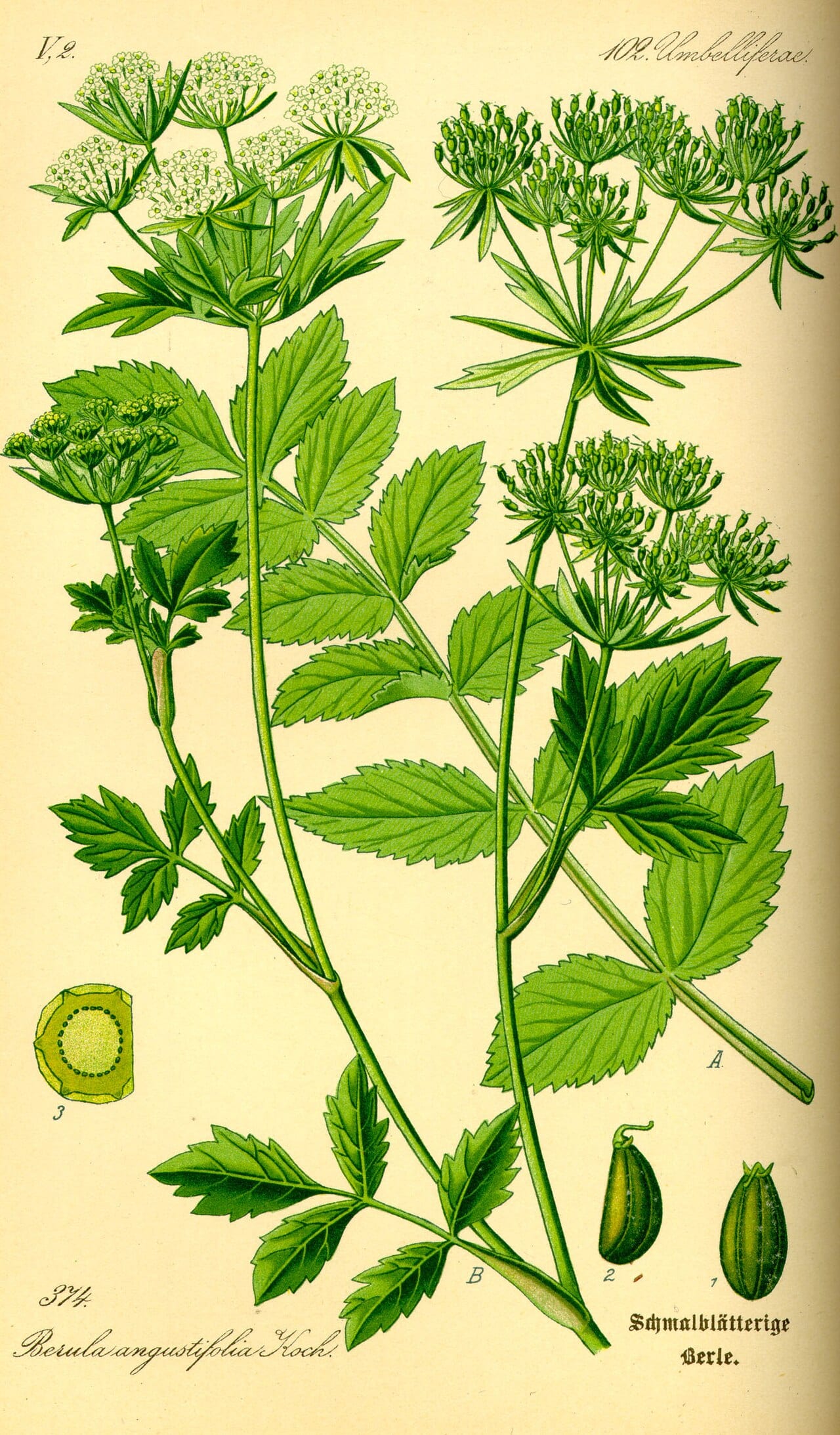 Cutleaf waterparsnip (Berula erecta)