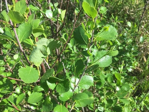 Bog birch (Betula pumila var. glandulifera)