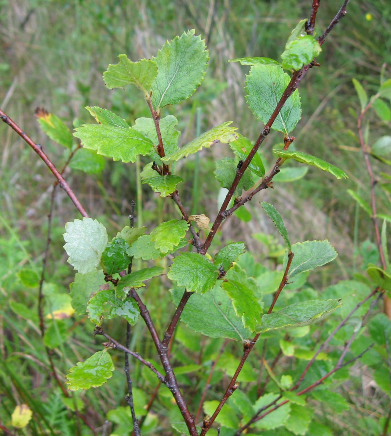 Bog birch (Betula pumila)