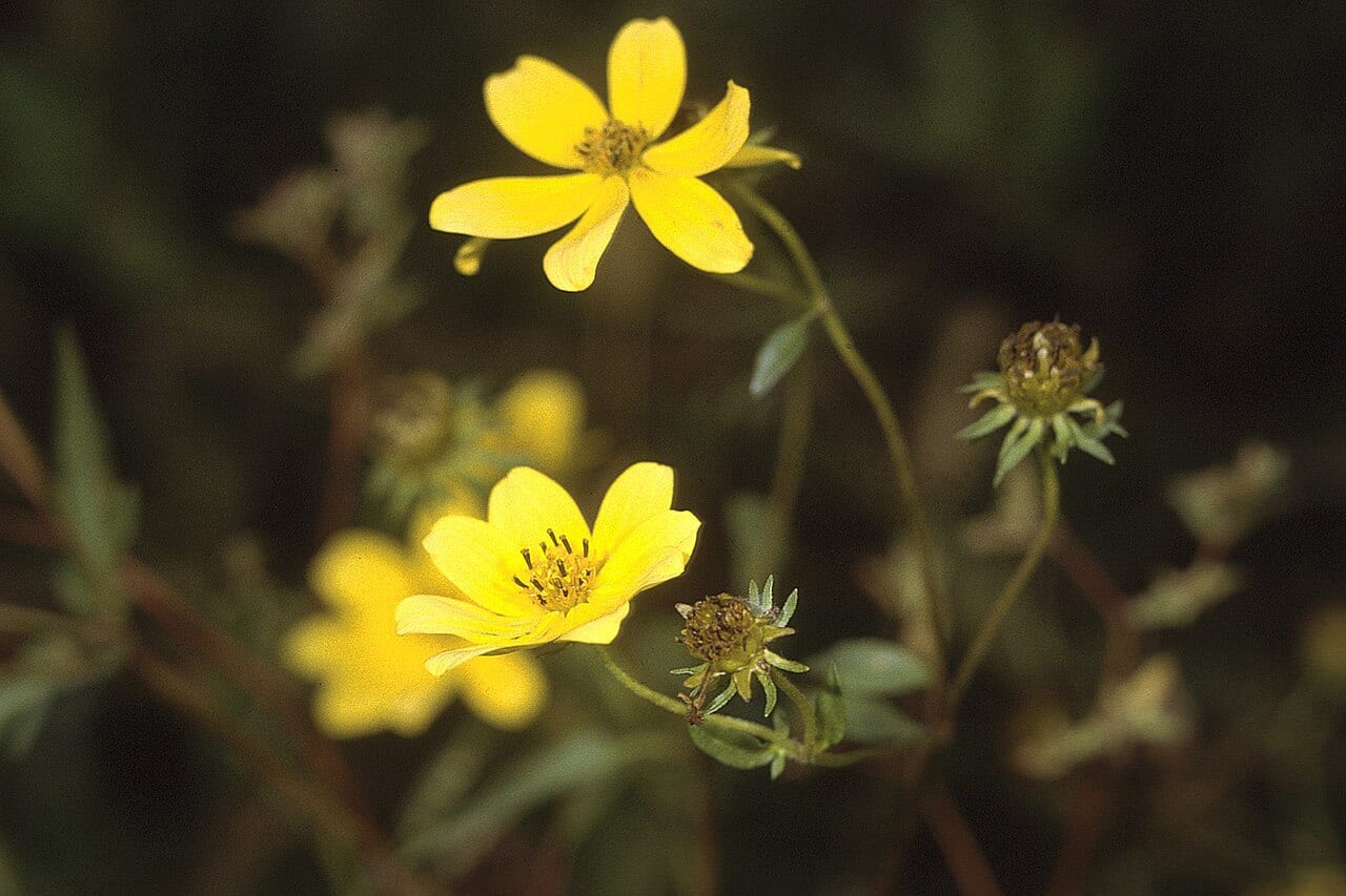 Bearded beggarticks (Bidens aristosa)
