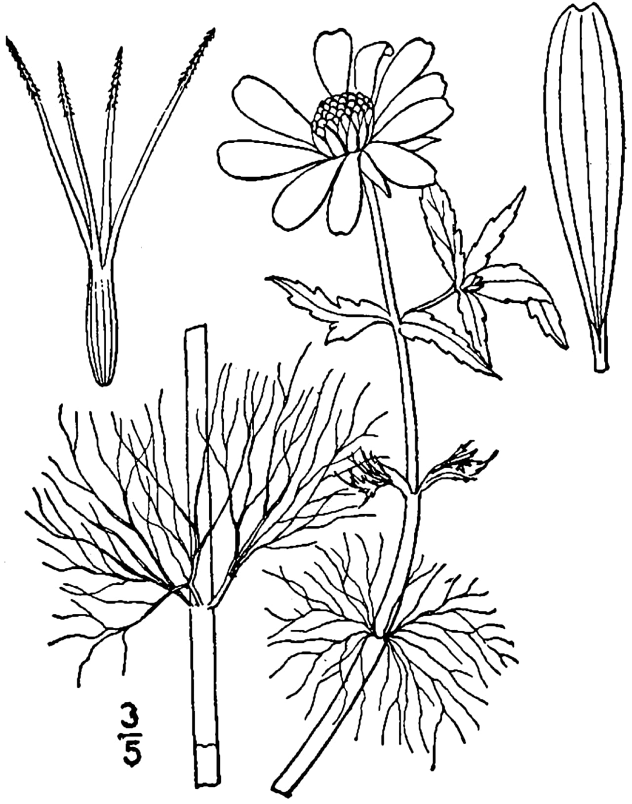 Beck's watermarigold (Bidens beckii)