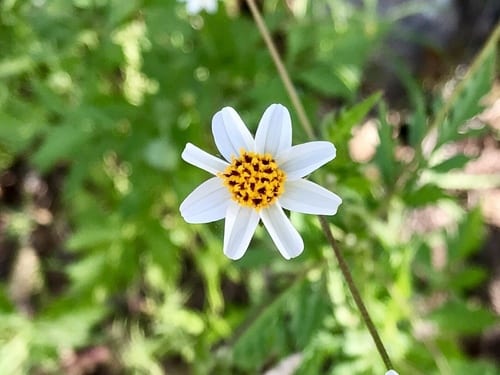 Bigelow's beggarticks (Bidens bigelovii var. bigelovii)