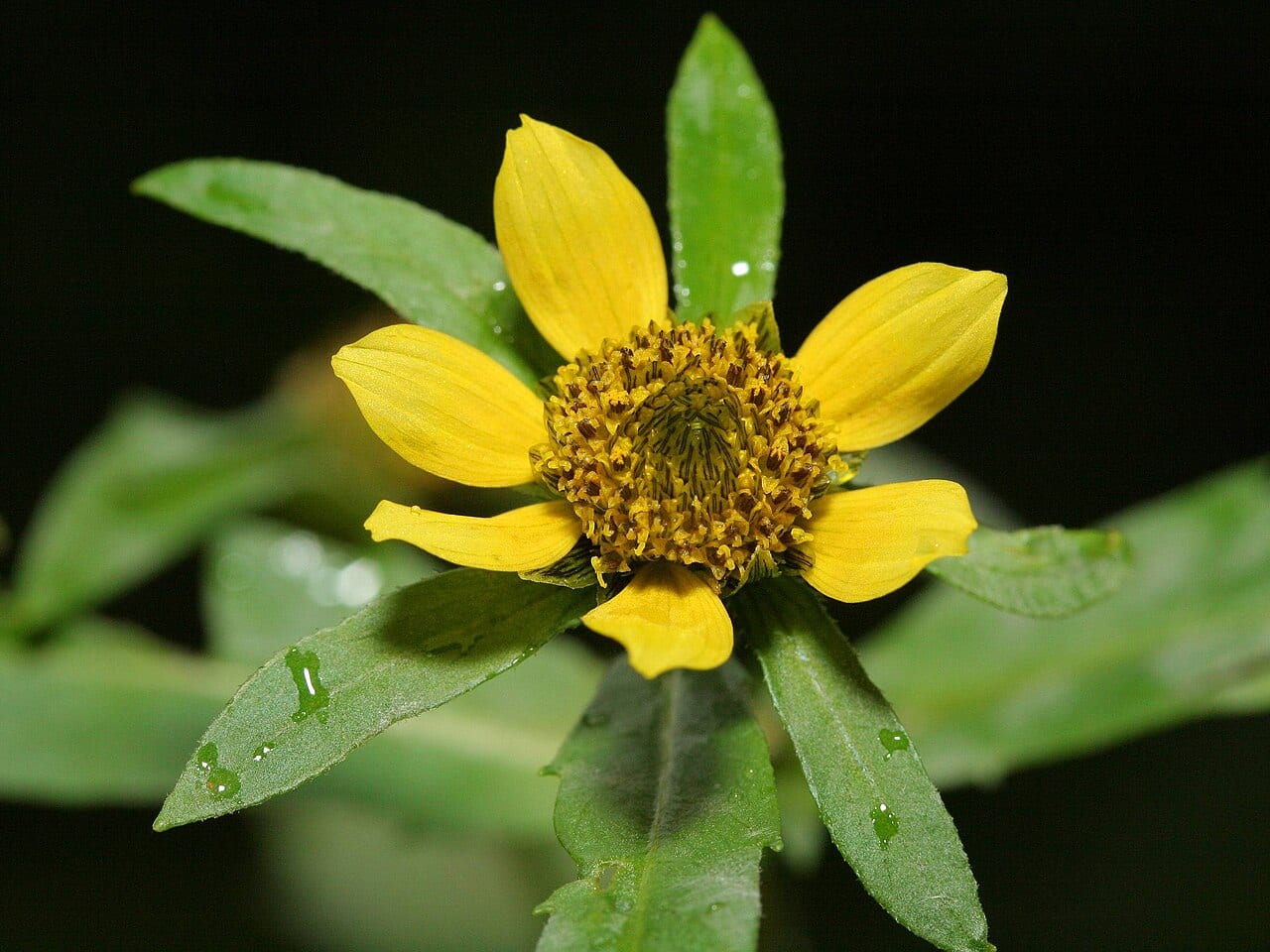 Nodding beggartick (Bidens cernua)