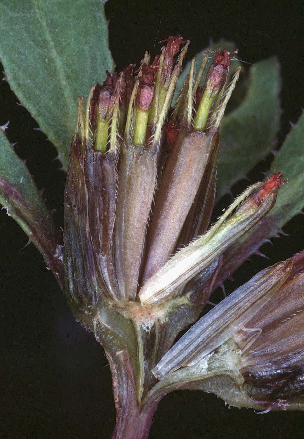 Purplestem beggarticks (Bidens connata)