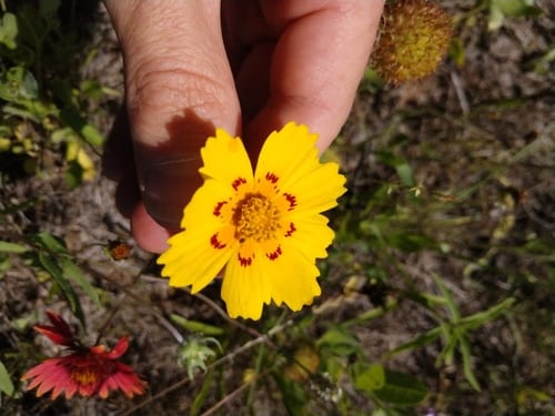 Crowned beggarticks (Bidens coronata)