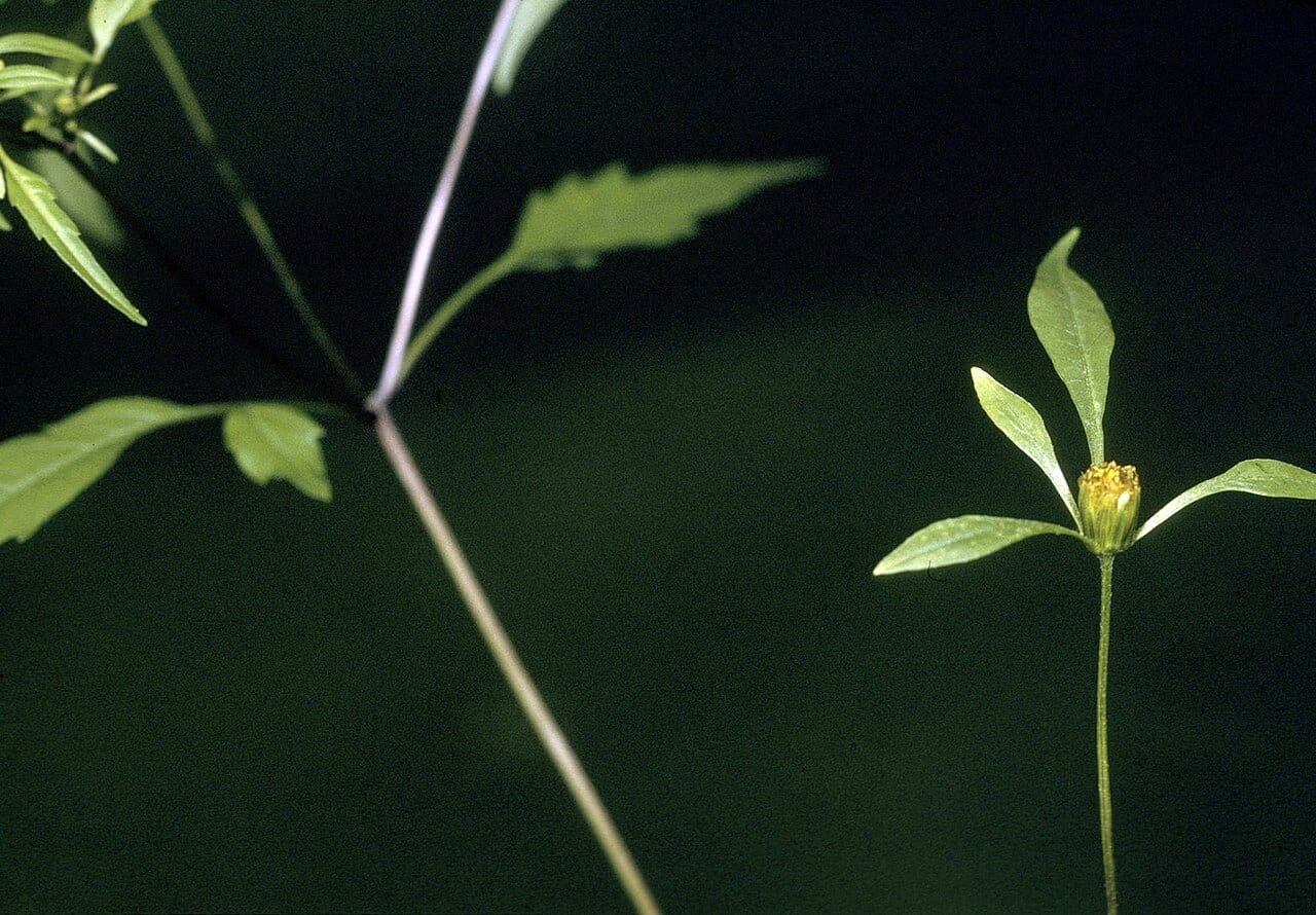 Small beggarticks (Bidens discoidea)