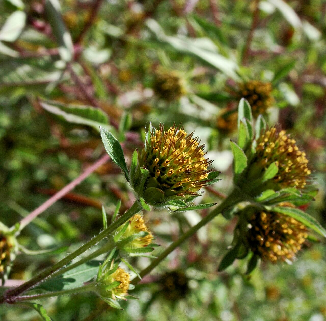 Devil's beggartick (Bidens frondosa)