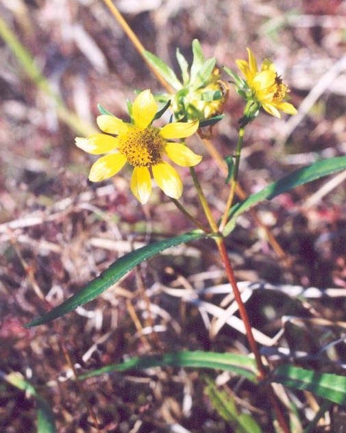 Smooth beggartick (Bidens laevis)