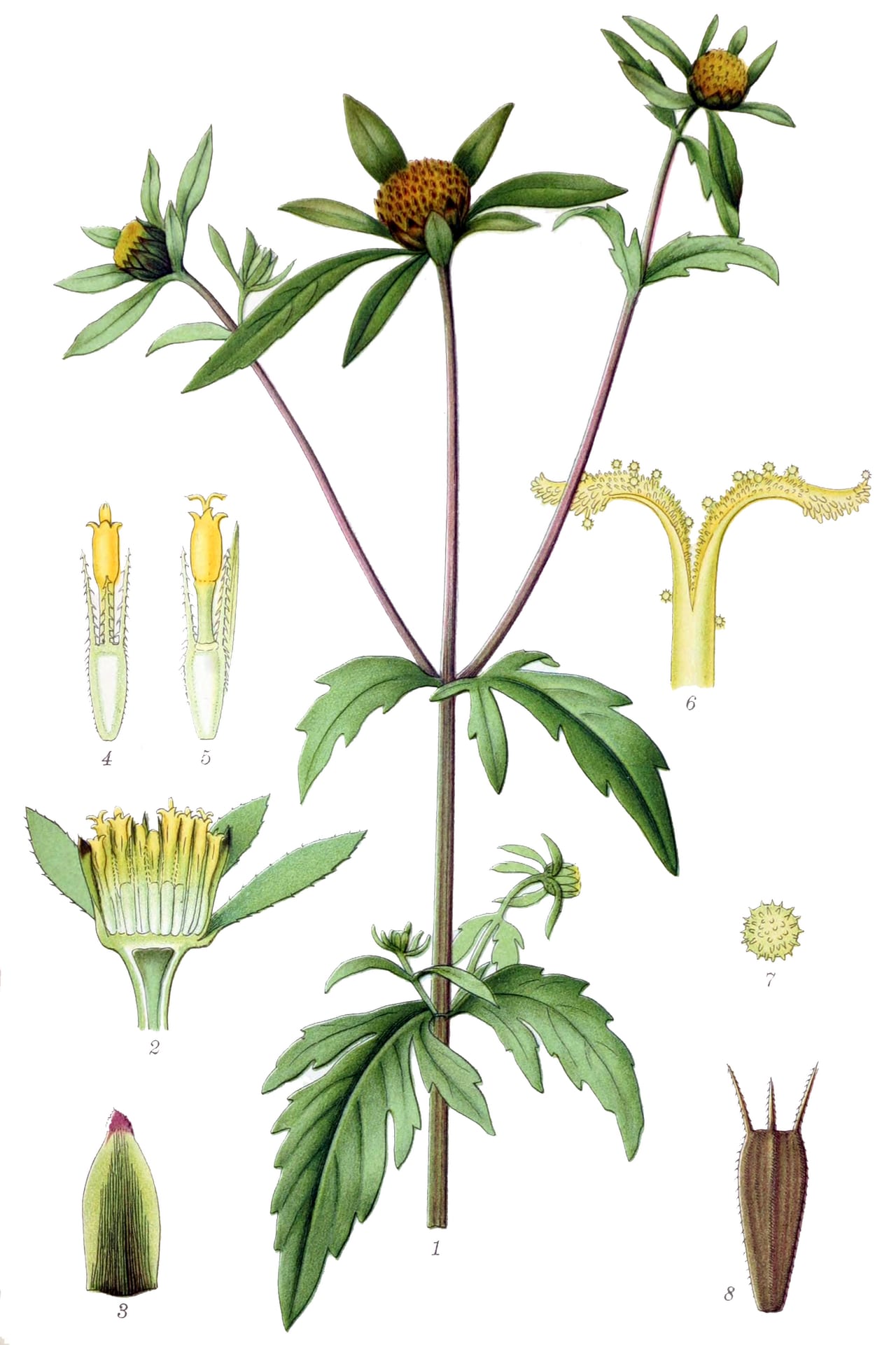 Threelobe beggarticks (Bidens tripartita)