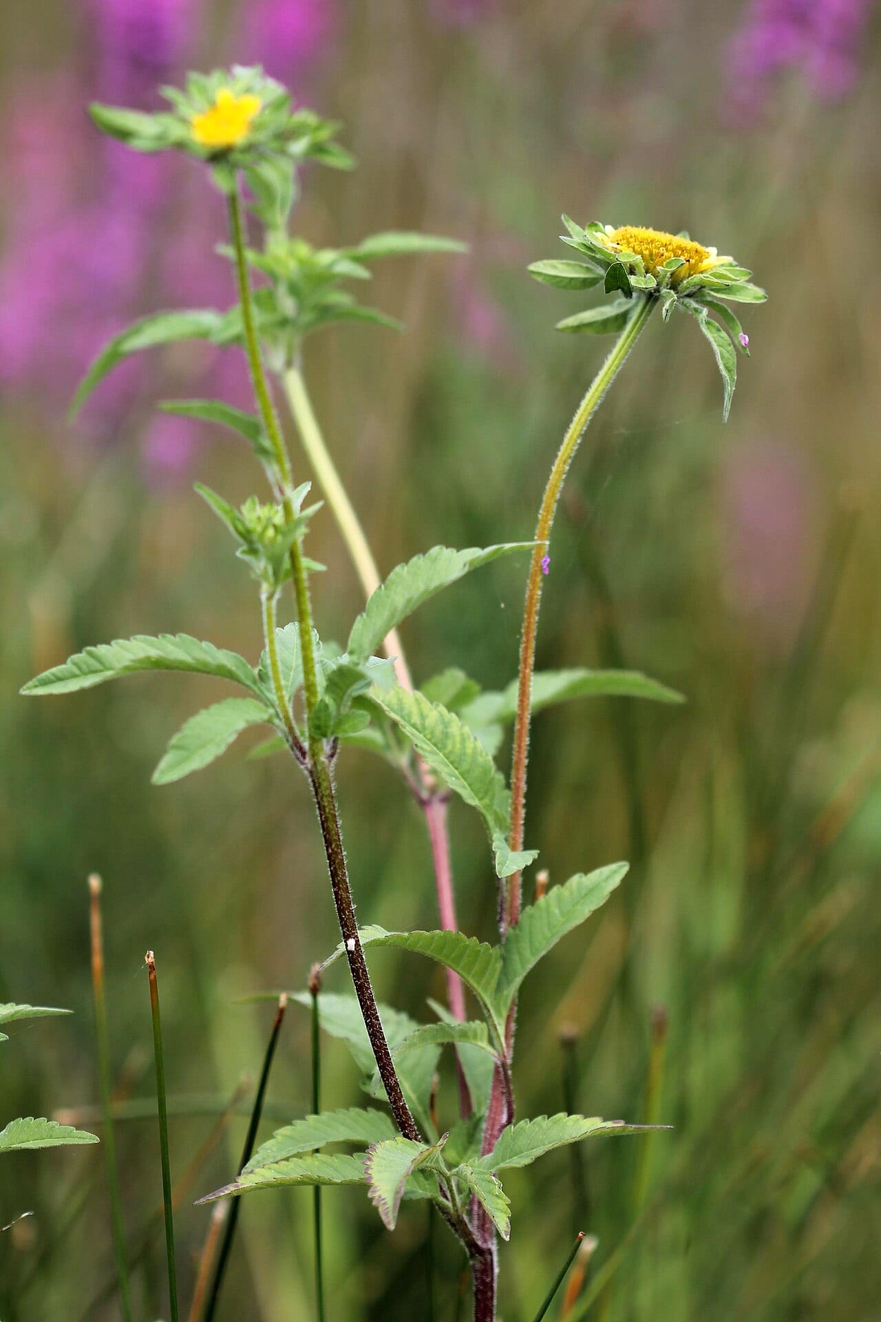 Big devils beggartick (Bidens vulgata)