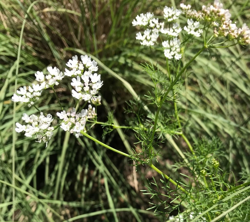 Prairie bishop (Bifora americana)