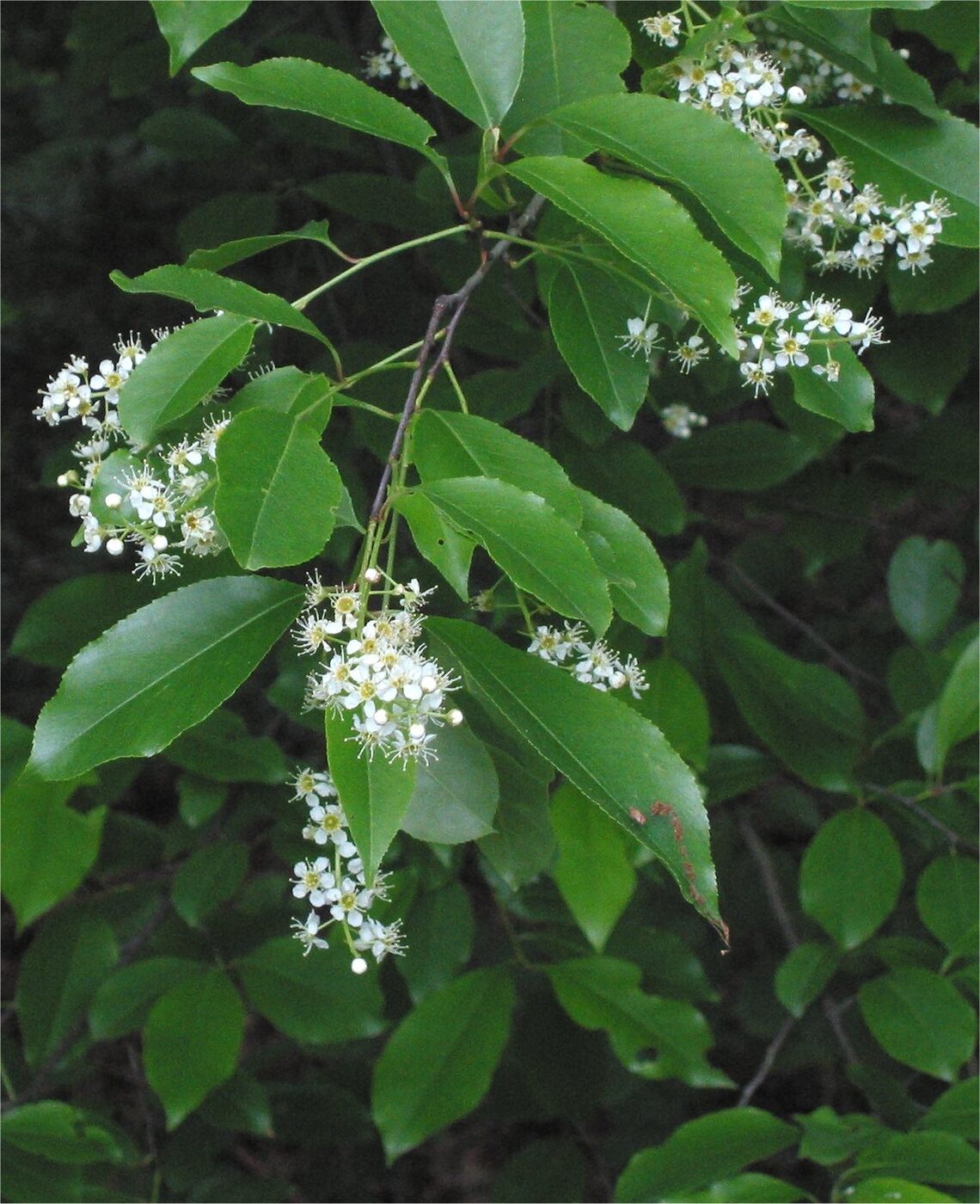 Black Cherry (Prunus serotina) showing dark scaly bark and pendant white flower racemes