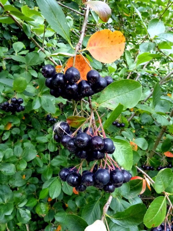 Black Chokeberry (Aronia melanocarpa) shrub showing clusters of glossy black fruit and red-tinted foliage