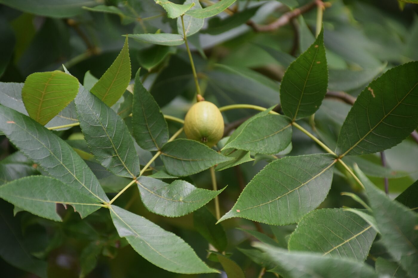 Black Hickory (Carya texana) — compound leaves and characteristic dark furrowed bark