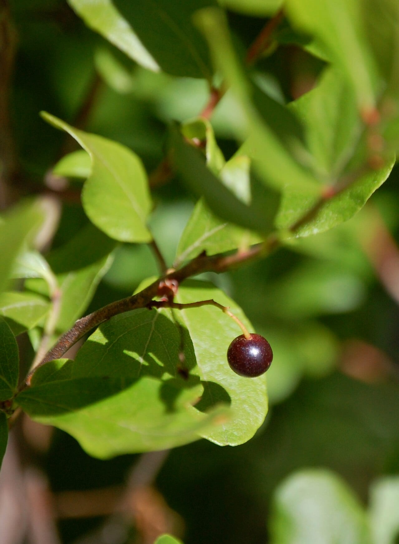 Black Huckleberry (Gaylussacia baccata)